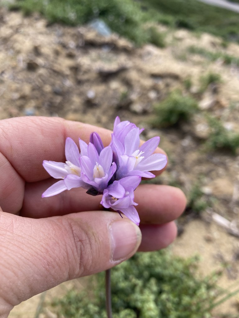 The image shows a close-up of a hand holding a small cluster of delicate, light purple flowers. The flowers have a star-like shape with six petals each, and they are grouped together on a single stem. The background is slightly blurred, showing a natural setting with some greenery and earthy tones, suggesting the flowers are outdoors in a garden or natural area. The hand holding the flowers is positioned in the lower left part of the image.