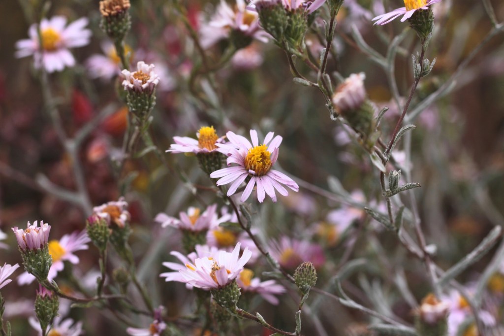 The image shows a close-up of a cluster of wildflowers. The flowers have light pink petals with bright yellow centers. They are growing on thin, green stems with small leaves. Some of the flowers are fully bloomed, while others are still in the budding stage. The background is a blur of similar flowers and stems, giving a natural and slightly wild appearance.