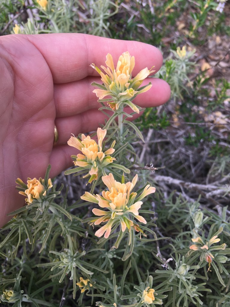 The image shows a close-up of a person's hand gently holding a cluster of small, delicate flowers. The flowers have pale yellow petals with a hint of orange, and they are surrounded by slender, green leaves. The plant appears to be growing in a natural setting, with more similar flowers and foliage visible in the background. The person's hand is positioned to support the flowers, allowing for a clear view of their structure and color.