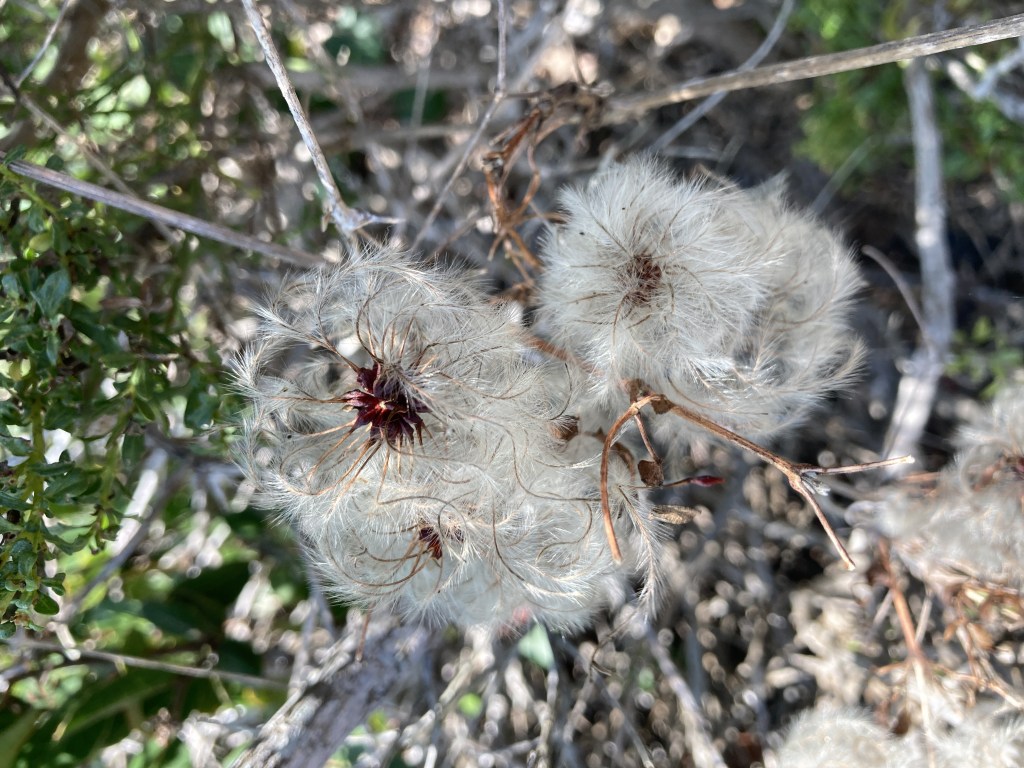 The image shows a close-up of fluffy, white seed heads of a plant, likely a type of clematis. The seed heads have a feathery appearance with long, delicate strands radiating from a central point, which is a dark reddish-brown color. The background consists of green leaves and brown branches, suggesting the plant is growing in a natural, outdoor setting. The lighting is bright, indicating it is a sunny day.