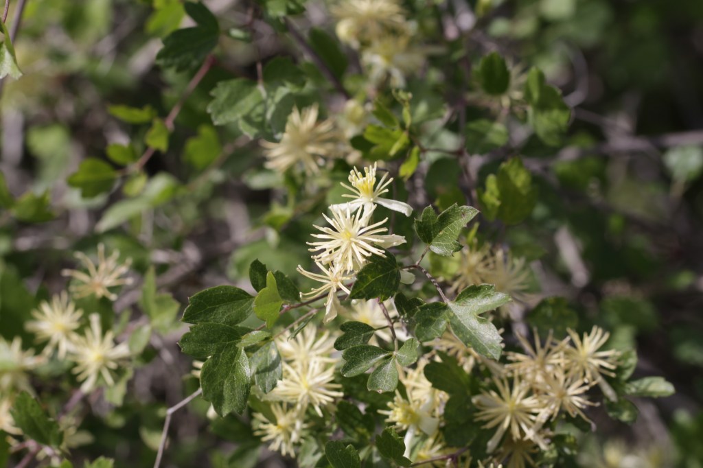 The image shows a close-up of a plant with clusters of small, creamy white flowers. The flowers have long, thin petals that give them a spiky appearance. The plant has green leaves with a slightly serrated edge, and the background is filled with more green foliage, suggesting a lush, natural setting. The lighting is bright, indicating that the photo was likely taken during the day.