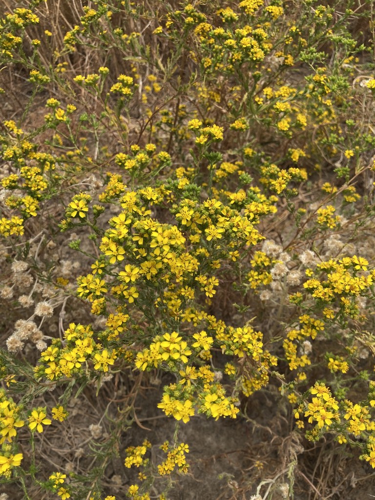 The image shows a dense cluster of small yellow flowers growing in a natural setting. The flowers have multiple petals and are spread across thin, green stems with small leaves. The background consists of dry grass and soil, suggesting a dry or arid environment. The flowers are vibrant and stand out against the more muted tones of the surrounding vegetation.