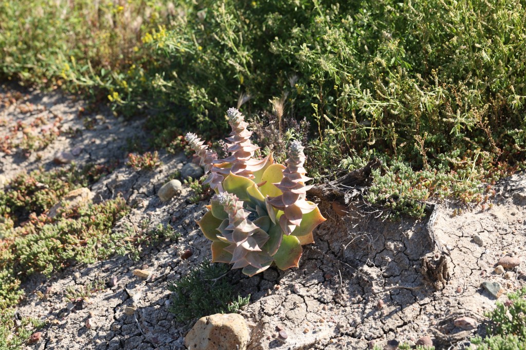 The image shows a small, succulent plant growing in a dry, cracked soil area. The plant has thick, fleshy leaves arranged in a rosette pattern, with several tall, spiky stems extending upwards. The leaves are a mix of green and pinkish hues, and the stems have a similar coloration. Surrounding the plant, there are patches of green vegetation and some small rocks scattered on the ground. The scene is sunlit, casting shadows on the ground and highlighting the textures of the soil and plant.