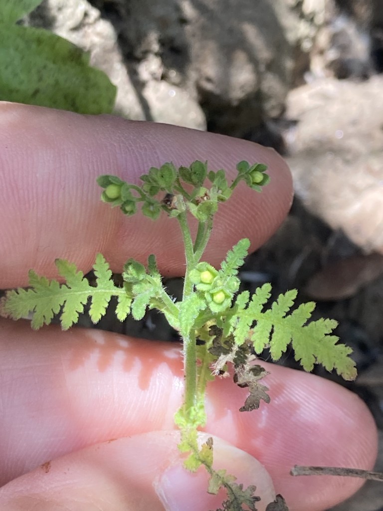 The image shows a close-up of a small green plant being held between someone's fingers. The plant has delicate, fern-like leaves with a light green color. At the top of the plant, there are small clusters of green buds or seed pods. The background is slightly out of focus, showing a natural setting with soil and possibly other plants. The lighting suggests it is taken in daylight, with some shadows visible on the fingers and the plant.