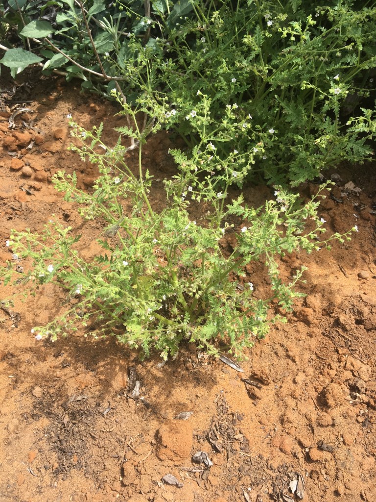 The image shows a small, green plant growing in a patch of reddish-brown soil. The plant has thin, delicate stems with small, finely divided leaves. There are tiny white flowers scattered throughout the plant. The surrounding area has more plants with similar foliage, and the soil appears dry and slightly compacted with some small pieces of organic debris. The background includes other types of vegetation with broader leaves.