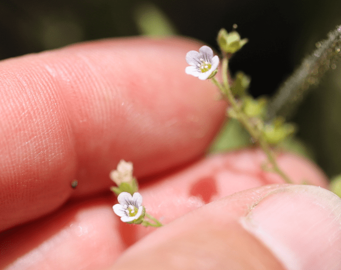 The image shows a close-up of a person's fingers gently holding a small, delicate plant with tiny flowers. The flowers are very small, with light purple petals and a white center. The plant appears to have a thin stem with small green leaves. The background is blurred, focusing attention on the flowers and fingers. The lighting is bright, highlighting the details of the flowers and the texture of the skin.