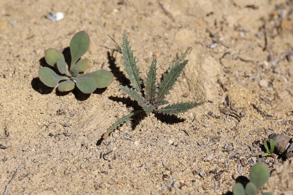 The image shows two small plants growing in sandy soil. The plant on the left has broad, rounded leaves with a smooth texture and a slight reddish tint on the edges. The plant on the right has long, narrow leaves with serrated edges, resembling a dandelion leaf. The sandy soil is light brown and has small pebbles and organic debris scattered around. The lighting suggests a sunny day, casting shadows from the plants onto the sand.