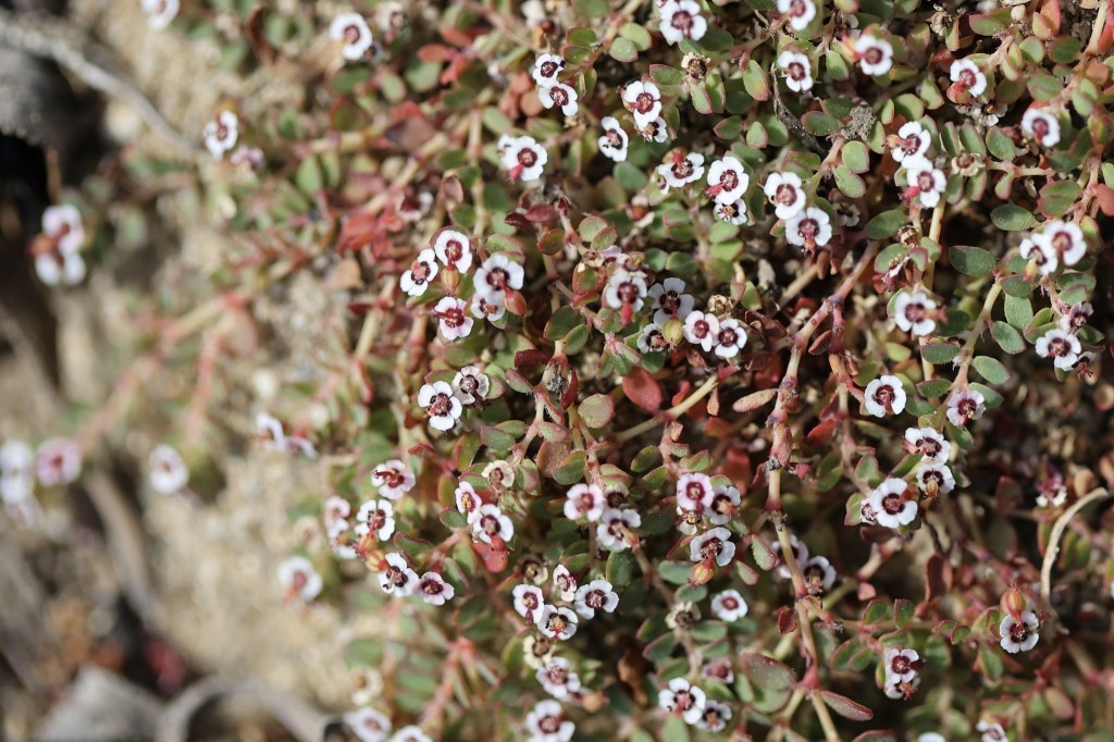 The image shows a close-up view of a cluster of small flowering plants. The plants have tiny, round leaves that are mostly green with some reddish hues. The flowers are very small, with white petals and a dark red or purple center. The overall appearance is dense, with the plants covering the ground closely. The background appears to be a sandy or rocky surface.