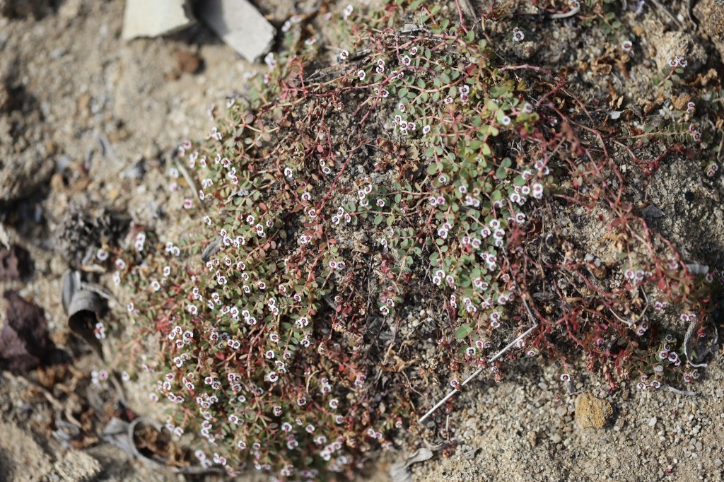 The image shows a patch of small, ground-covering plants growing in sandy soil. The plants have thin, reddish stems and small, rounded green leaves. Scattered among the leaves are tiny white flowers with a hint of pink or red at their centers. The surrounding area is mostly sandy with some small rocks and dried plant material. The overall appearance is of a hardy plant adapted to a dry, rocky environment.