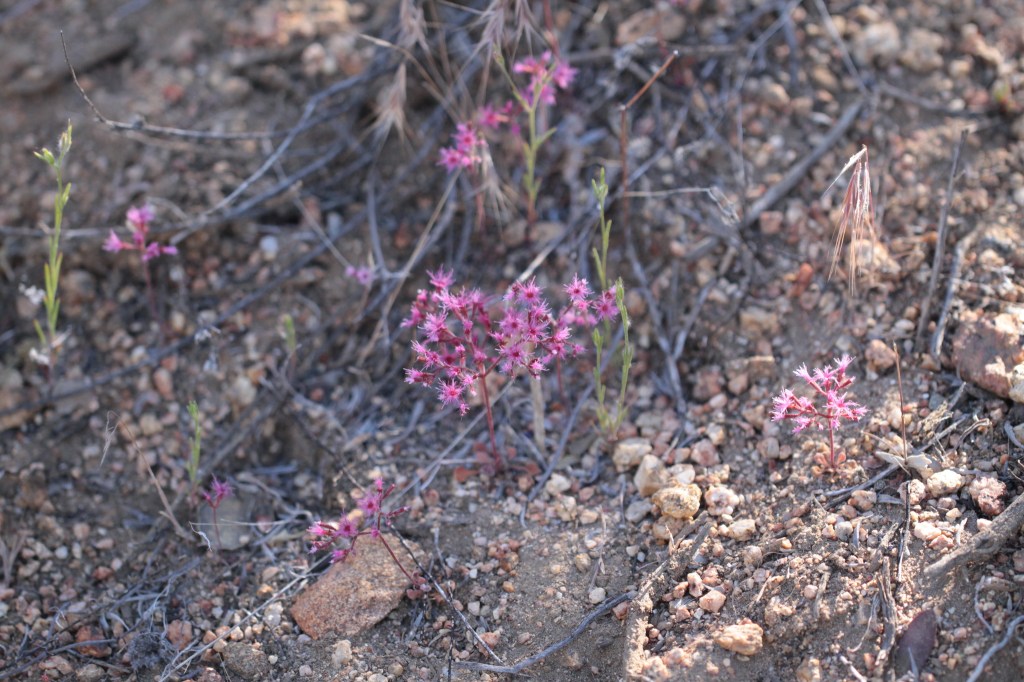 The image shows a patch of dry, rocky soil with small, delicate plants growing in it. The plants have thin, green stems and are topped with clusters of tiny, star-shaped pink flowers. The ground is covered with small rocks and pebbles, and there are some dry twigs scattered around. The overall scene suggests a dry, possibly arid environment where these resilient plants are thriving despite the harsh conditions.