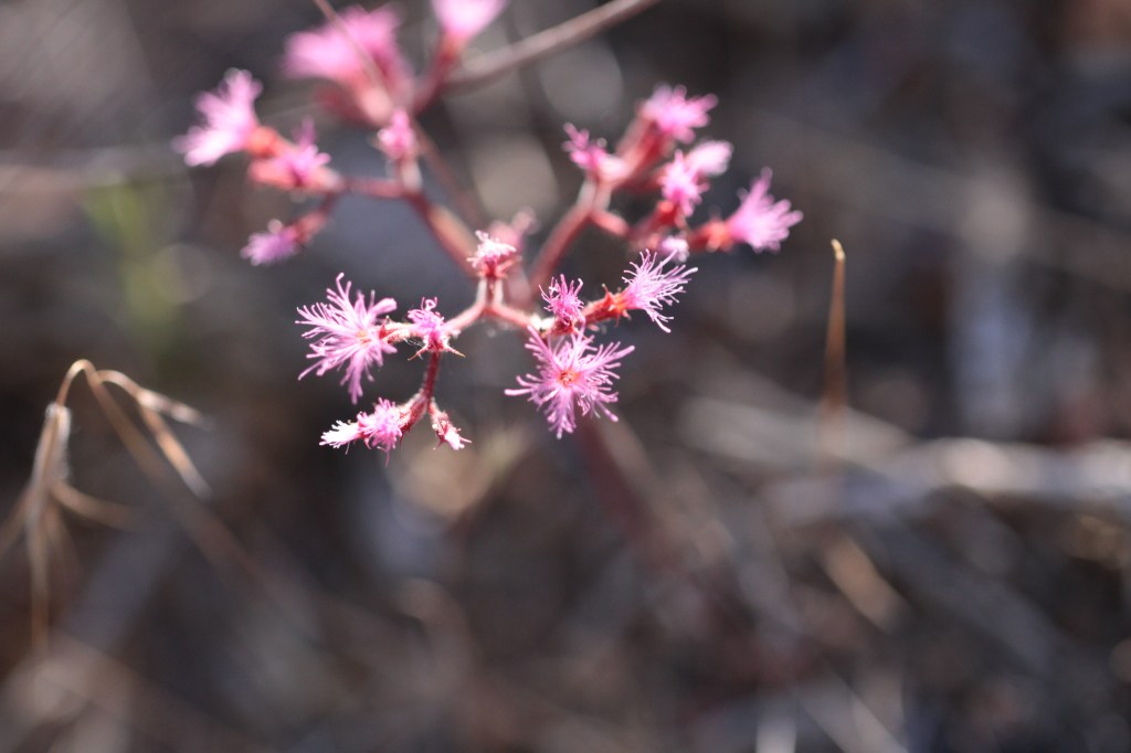 The image shows a close-up of a delicate plant with small, feathery pink flowers. The flowers are clustered together on thin, reddish stems. The background is blurred, with muted earthy tones, which helps the vibrant pink flowers stand out prominently in the foreground. The overall appearance is soft and intricate, highlighting the fine details of the flower petals.