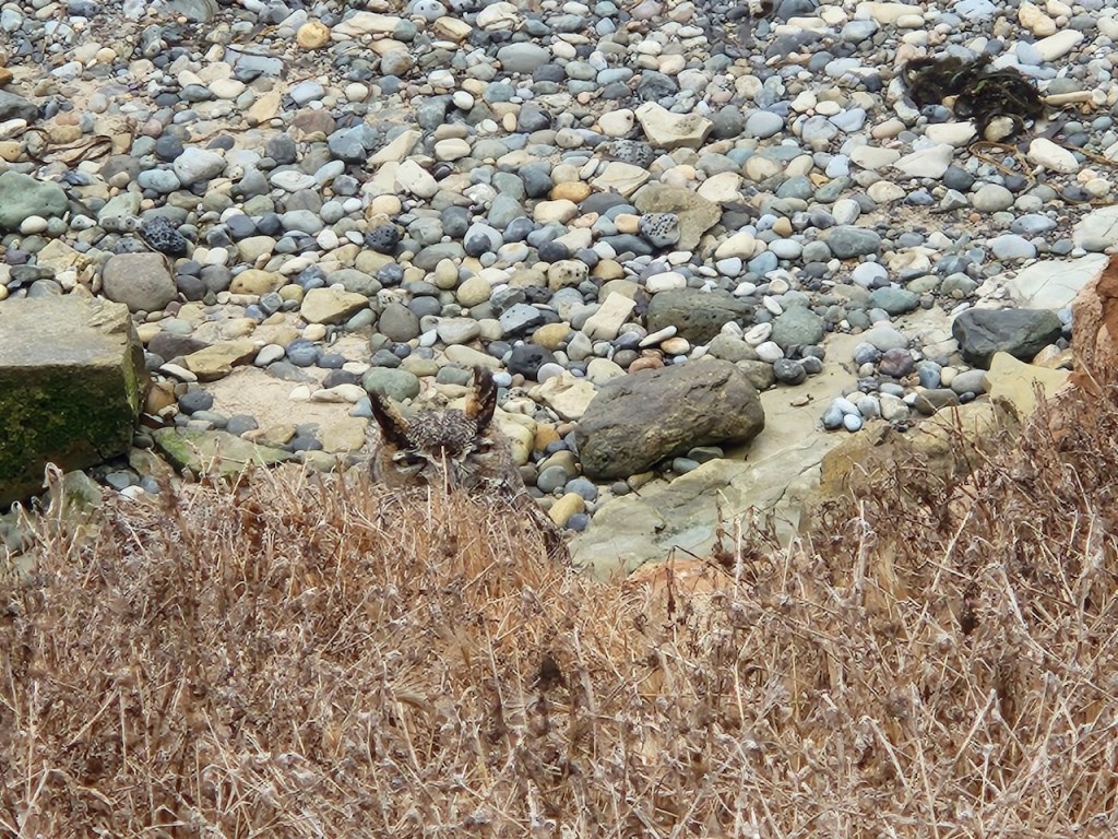 The image shows a rocky beach area with a variety of small to medium-sized stones and pebbles scattered across the ground. In the foreground, there is a patch of dry, brown vegetation. Among the rocks and vegetation, there is a camouflaged owl with its head visible, blending in with the surroundings. The owl's eyes and ear tufts are noticeable, peeking out from behind the dry plants.