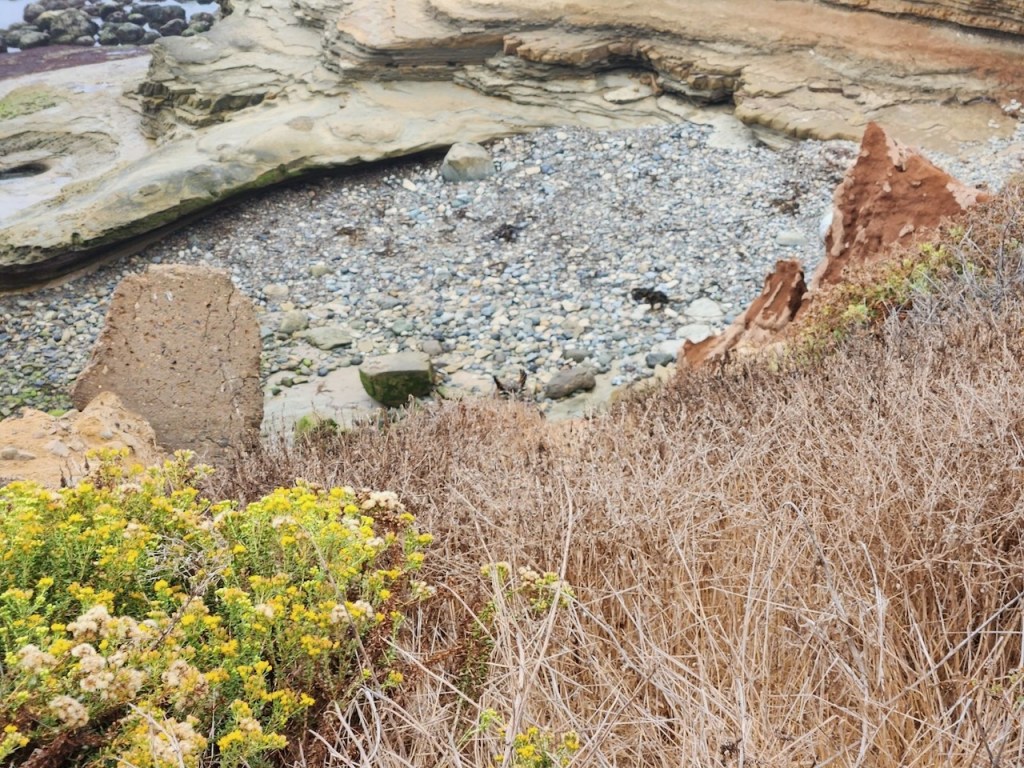 The image shows a coastal landscape with a rocky shoreline. In the foreground, there are dry grasses and yellow wildflowers. Beyond the vegetation, there is a steep drop to a rocky beach area covered with small stones and pebbles. The shoreline features eroded rock formations with layers of different colors, including beige and reddish-brown. In the background, you can see the edge of the water with some larger rocks partially submerged. The overall scene has a rugged and natural appearance.