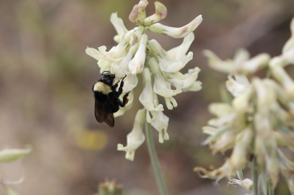 The image shows a close-up of a small plant with delicate white flowers. The flowers have five petals each and bright yellow stamens in the center. The plant has green leaves with a slightly rough texture. A person's finger is visible in the background, providing a sense of scale, indicating that the flowers are quite small. The background is blurred, focusing attention on the flowers and leaves.