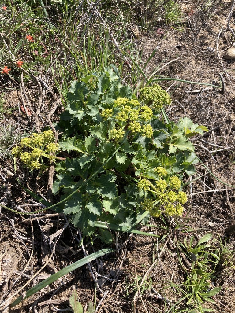 The image shows a patch of green vegetation growing on a dry, earthy ground. The central plant has broad, jagged leaves and clusters of small, yellow-green flowers. Surrounding this plant are various other grasses and small plants, some with thin, long leaves. There are also a few small, red-orange flowers visible in the upper left corner of the image. The ground is covered with dry twigs and sparse patches of grass. The scene appears to be in a natural, possibly wild, setting.
