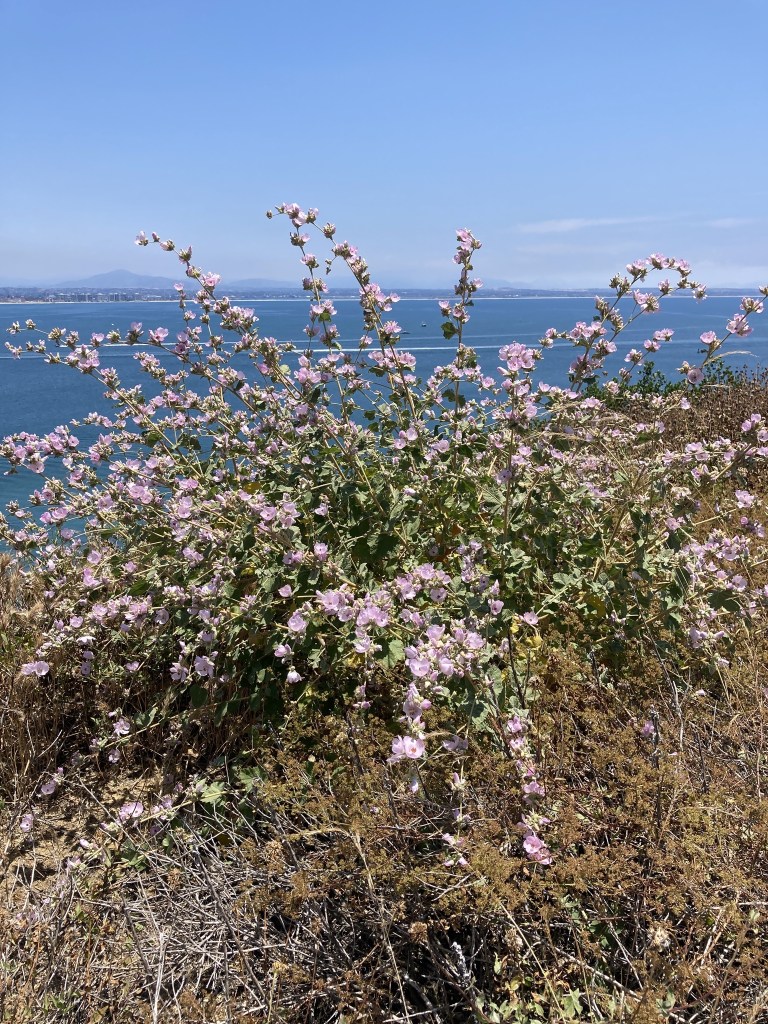 The image shows a scenic view of a coastal area. In the foreground, there is a bush with numerous small, light pink flowers. The bush is growing on a dry, rocky terrain with some brownish vegetation around it. In the background, there is a vast expanse of blue water, likely the ocean, with a clear blue sky above. On the horizon, you can see a distant shoreline with some low hills or mountains. The overall scene is bright and sunny, suggesting a clear day.