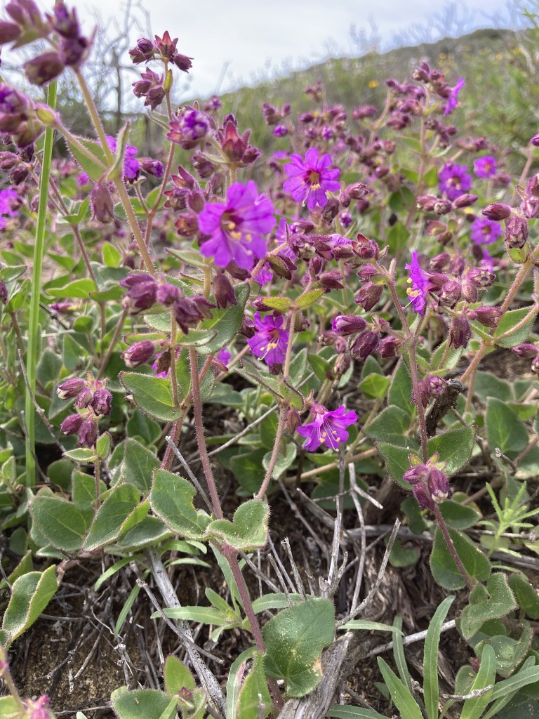 The image shows a close-up view of a cluster of small, vibrant purple flowers growing in a natural setting. The flowers have multiple petals and yellow centers. They are surrounded by green leaves and stems, which are slightly fuzzy. The background is filled with more of these flowers and some greenery, suggesting a field or meadow. The sky above is overcast, providing a soft light over the scene.