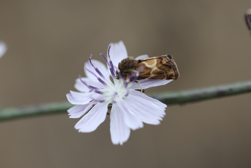 The image shows a close-up of a small brown moth perched on a delicate light purple flower. The moth has a patterned brown and tan body with a furry texture. Its wings are folded back, and it is feeding on the flower's center. The flower has thin, elongated petals with a hint of purple at the tips, and the background is a soft, out-of-focus brown, highlighting the moth and flower in the foreground.