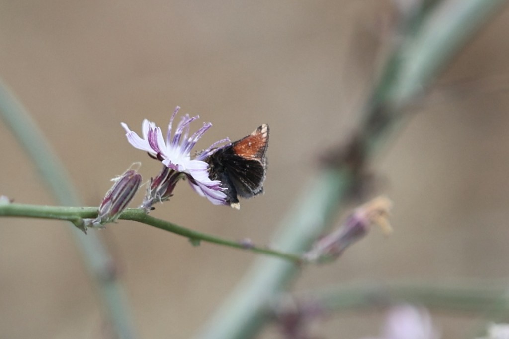 The image shows a small butterfly perched on a delicate flower. The butterfly has dark wings with a hint of orange near the top edges. The flower it is on has thin, elongated petals that are white with a light purple tint. The background is blurred, highlighting the butterfly and flower in the foreground. The flower is attached to a slender green stem, and there are a few unopened buds nearby.