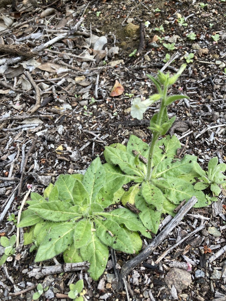 The image shows a small plant growing in a natural outdoor setting. The plant has a rosette of large, green, hairy leaves that spread out close to the ground. A single stem rises from the center of the rosette, bearing a small, white flower at the top. The surrounding ground is covered with dry leaves, twigs, and small bits of debris, indicating a forest or garden floor. There are also a few small green sprouts scattered around the area.