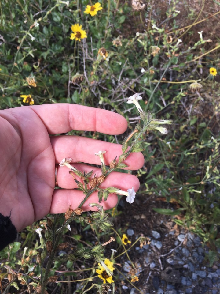 The image shows a close-up of a person's hand holding a plant stem. The plant has small, white, tubular flowers and fuzzy green leaves. The background is a natural setting with more plants, including some with bright yellow flowers that resemble daisies or sunflowers. The ground appears to be rocky or gravelly. The focus is mainly on the plant being held, with the surrounding vegetation slightly blurred.