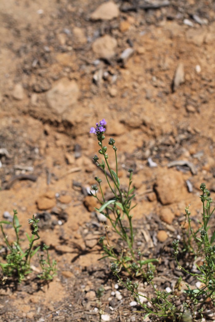 The image shows a small plant with slender green stems and narrow leaves growing in a dry, sandy, and rocky soil. The plant has tiny purple flowers at the top of its stems. The surrounding area appears to be a barren, arid landscape with scattered small rocks and dry soil. The focus is primarily on the plant, with the background slightly blurred.