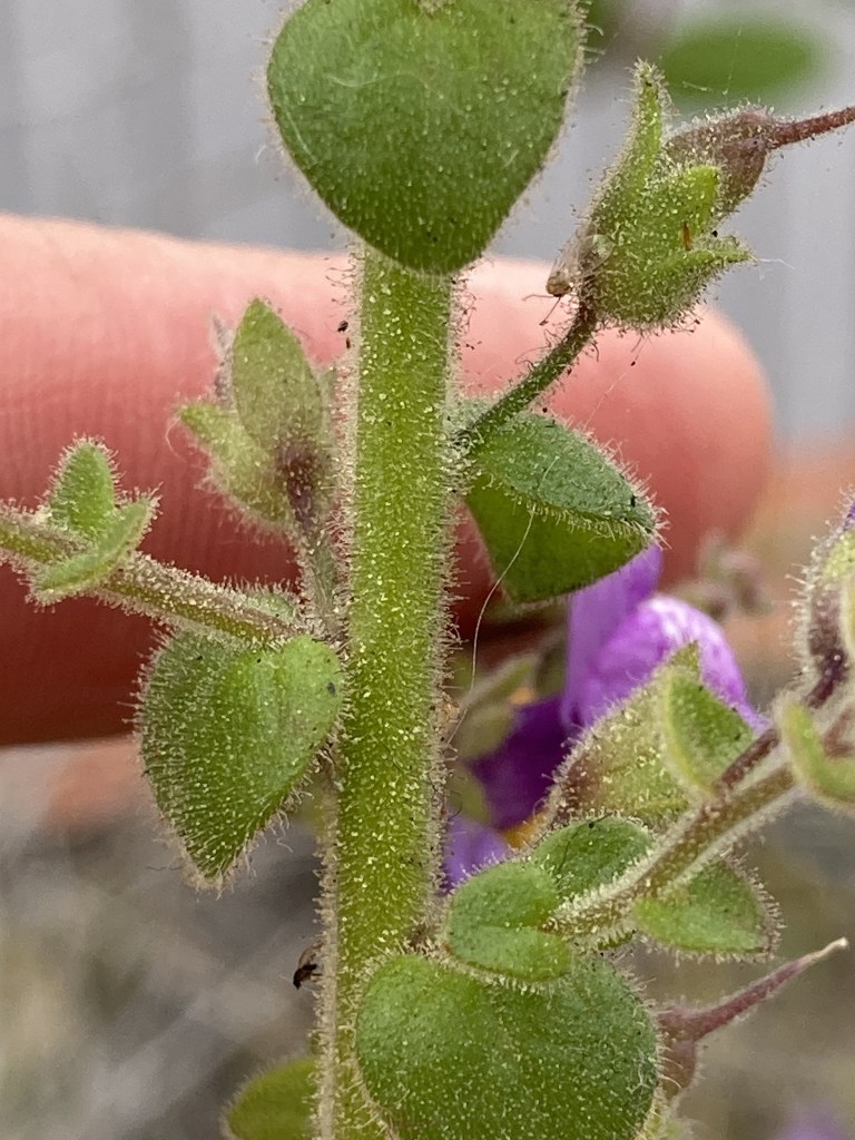The image shows a close-up of a plant stem with small, green, oval-shaped leaves. The stem and leaves are covered in tiny, fine hairs, giving them a fuzzy appearance. There is a small insect, possibly an aphid, on one of the leaves. In the background, there is a hint of a purple flower, slightly out of focus. A finger is visible behind the stem, likely holding or supporting the plant for the photograph.