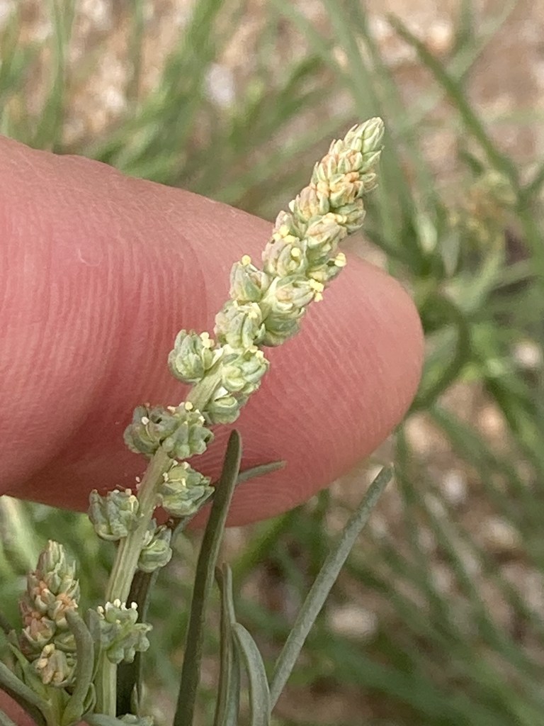 The image shows a close-up of a small plant being held between two fingers. The plant has a slender stem with a cluster of tiny, tightly packed buds or flowers at the top. The buds are light green with hints of yellow, and some have small yellowish tips, possibly indicating they are starting to bloom. The background is slightly blurred, showing more greenery and a sandy or gravelly surface.