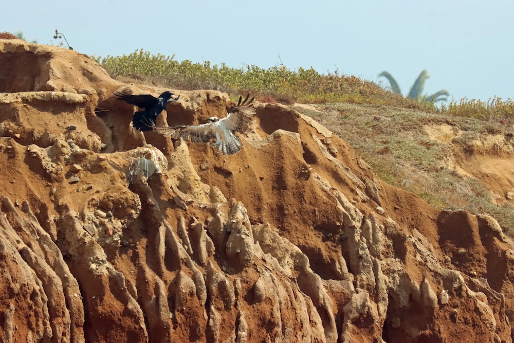 The image shows a dramatic scene of two birds in flight near a rugged cliff. The cliff is composed of reddish-brown earth with a textured surface, featuring various grooves and protrusions. On the left, a black bird, possibly a crow or raven, is in mid-air with its wings spread wide. To the right, a larger bird of prey, likely an osprey or hawk, is also in flight, with its wings and tail feathers fanned out. The background shows the top of the cliff covered with sparse vegetation and a clear blue sky. The interaction between the birds suggests a possible confrontation or territorial dispute.