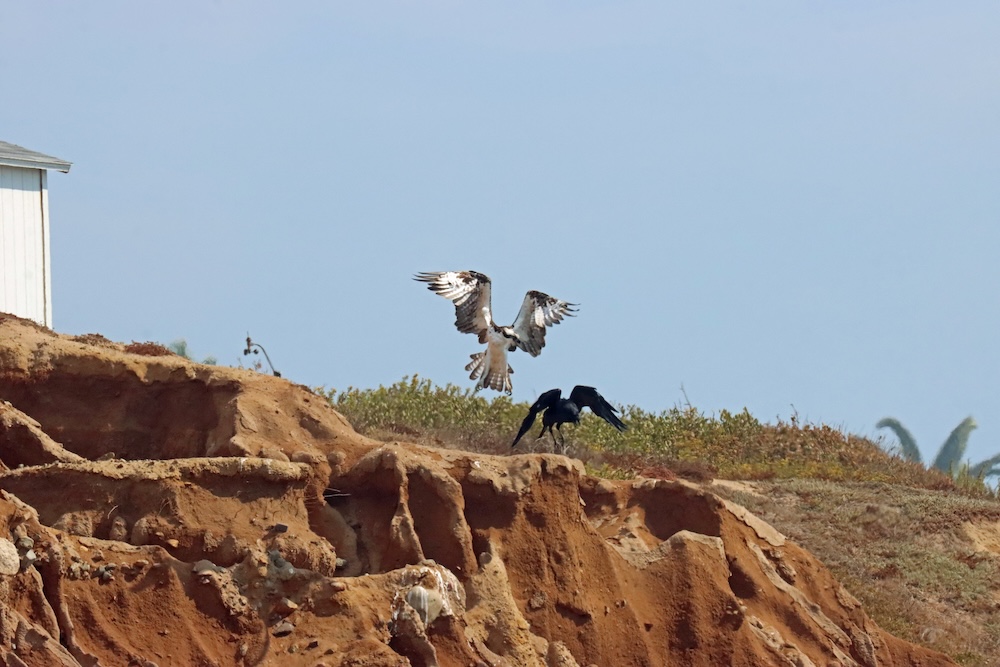 The image shows a dramatic scene of two birds on a rocky cliff. An osprey, with its wings spread wide, is in the process of landing or taking off. Its wings are a mix of white and brown, and it has a distinctive dark stripe through its eye. Nearby, a black bird, possibly a crow or raven, is perched on the ground, seemingly observing the osprey. The cliff is composed of reddish-brown earth, with some sparse vegetation on top. In the background, there is a clear blue sky and a small portion of a white building on the left side of the image.