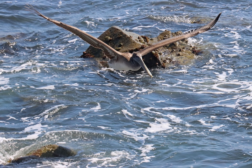 The image shows a large bird, likely a pelican, gliding just above the surface of the ocean. Its wings are fully extended, showcasing a wide wingspan. The bird is flying over a rocky area in the water, with waves and white foam visible around the rocks. The ocean appears to be a mix of deep blue and lighter shades where the sunlight reflects off the water.