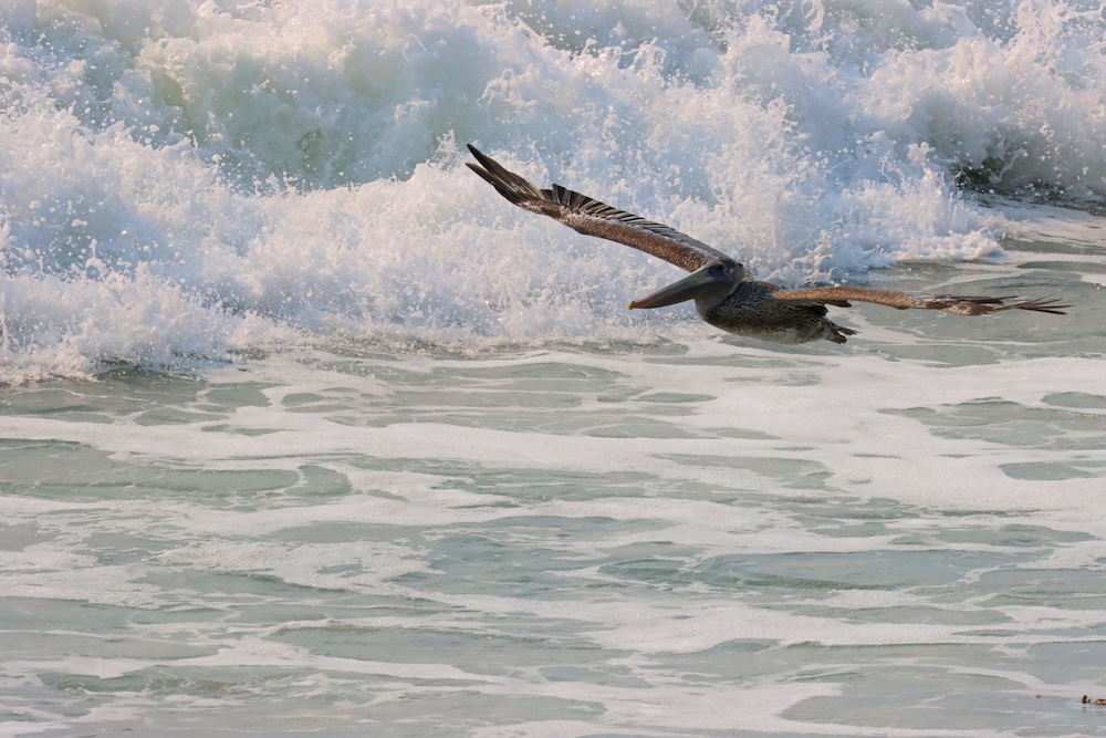The image shows a pelican in flight, gliding low over the ocean waves. The bird's wings are spread wide, and it is positioned just above the surface of the water. In the background, there are large, foamy waves crashing, creating a dynamic and lively scene. The ocean appears to be a mix of light blue and white, with the sunlight reflecting off the water and the waves. The pelican's feathers are a mix of brown and gray tones.