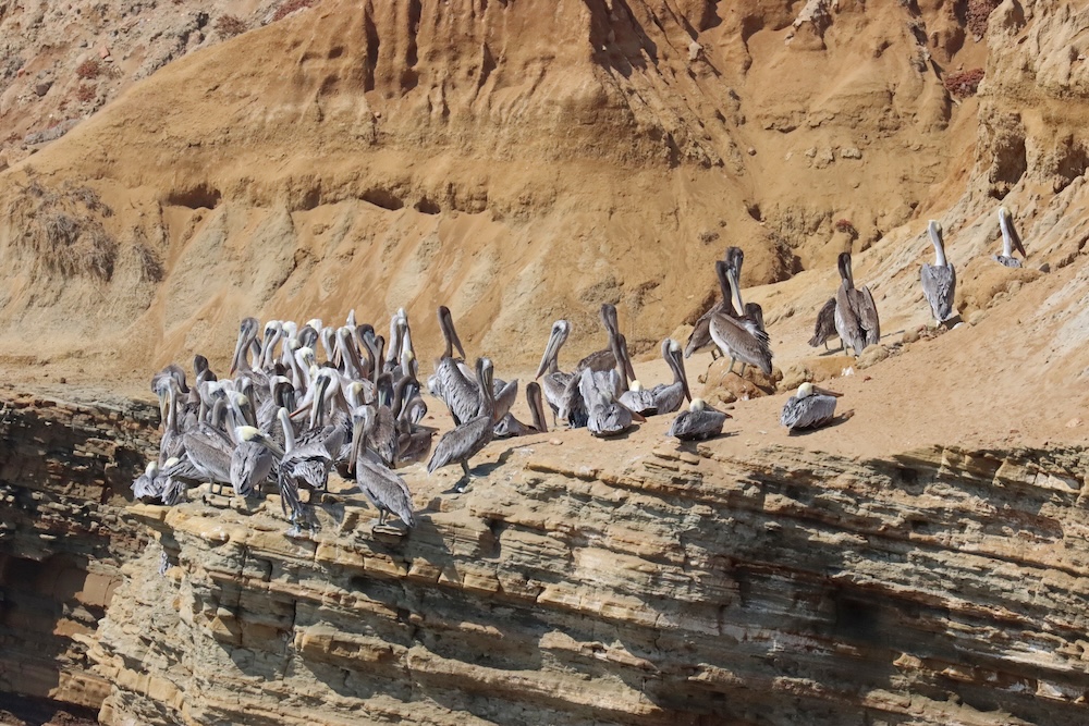 The image shows a group of pelicans perched on a rocky cliff. The cliff has a layered appearance with shades of brown and beige, suggesting sedimentary rock formations. The pelicans are gathered closely together, with some standing and others sitting. The background features a steep, sandy, and rocky terrain, indicating a coastal or desert-like environment. The pelicans have grayish feathers with white heads and long beaks. The scene appears to be in a natural, undisturbed setting.