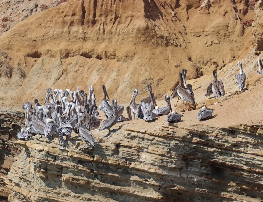 The image shows a group of pelicans perched on a rocky cliff. The cliff has a layered appearance with shades of brown and beige, suggesting sedimentary rock formations. The pelicans are gathered closely together, with some standing and others sitting. The background features a steep, sandy, and rocky terrain, indicating a coastal or desert-like environment. The pelicans have grayish feathers with white heads and long beaks. The scene appears to be in a natural, undisturbed setting.