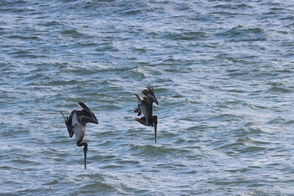 The image shows two pelicans diving headfirst into the water. They are captured mid-dive, with their bodies almost vertical and their wings partially folded back. The water beneath them is a mix of blue and green hues, with small waves and ripples visible on the surface. The scene suggests the pelicans are likely hunting for fish.