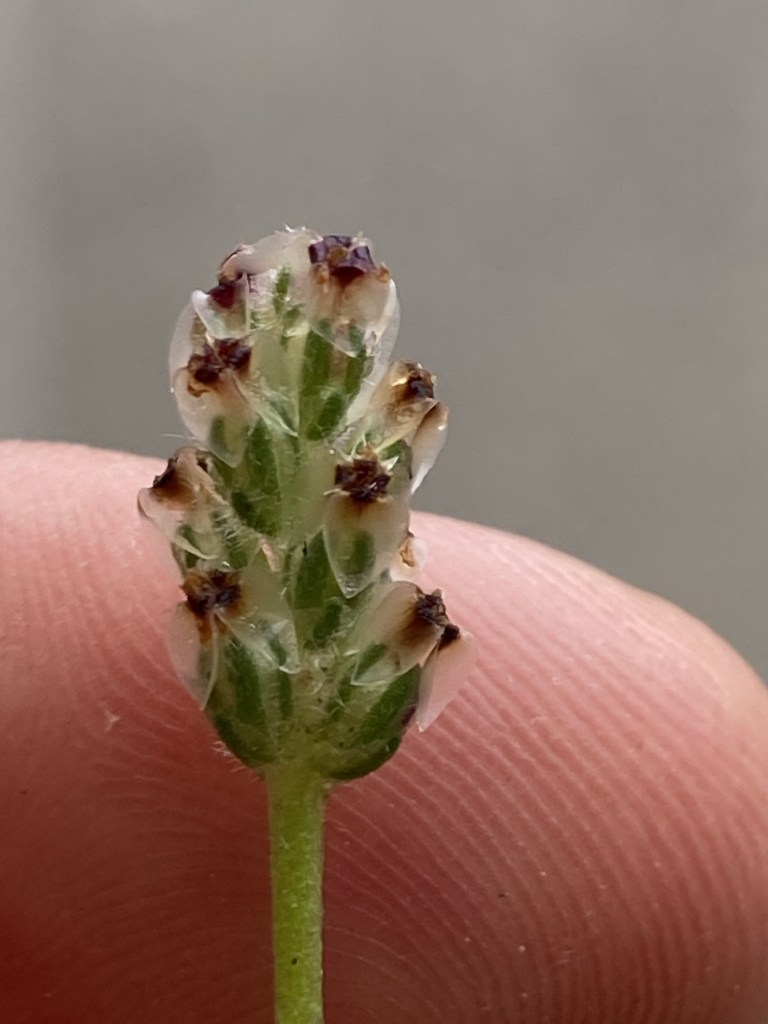 The image shows a close-up of a small plant or flower bud being held between two fingers. The bud is green with small, translucent, petal-like structures that have dark brown or black tips. The background is out of focus, making the bud the central point of the image. The texture of the fingers is visible, indicating the small size of the bud.