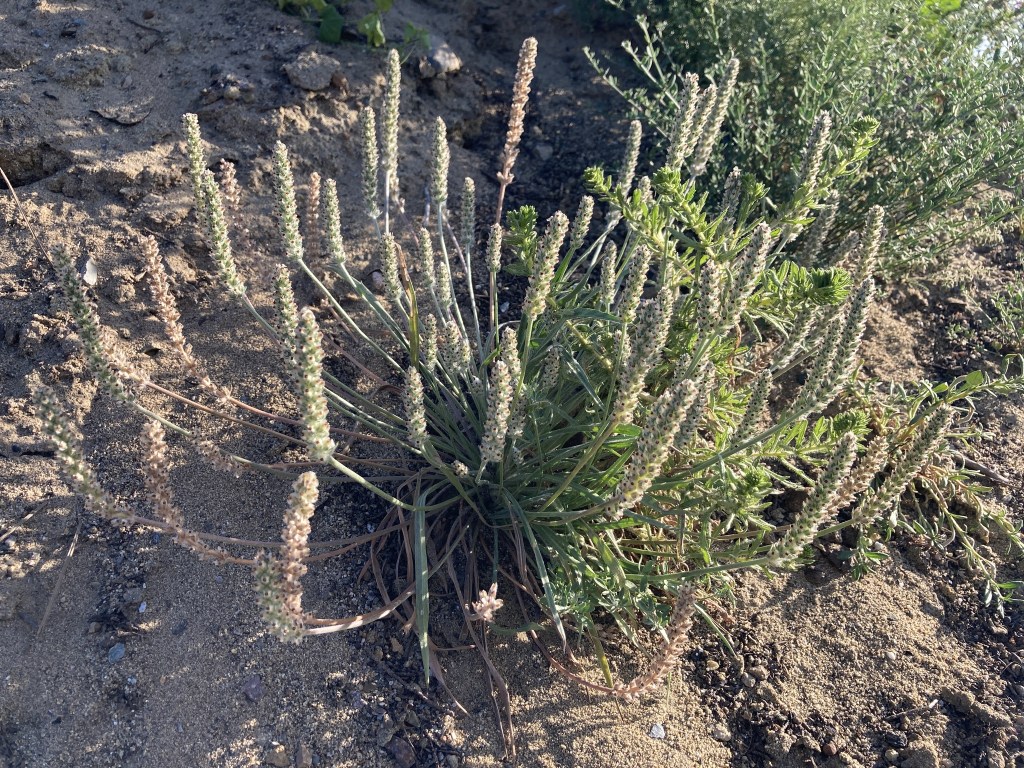 The image shows a plant growing in sandy soil. The plant has long, slender green leaves that grow outward from the base. It features numerous tall, thin stalks that rise vertically from the center. These stalks are topped with small, densely packed flower spikes that appear to be in various stages of blooming, ranging from green to brown. The surrounding area is a mix of sandy soil and some other sparse vegetation. The lighting suggests that the photo was taken during the day, with sunlight casting shadows on the ground.