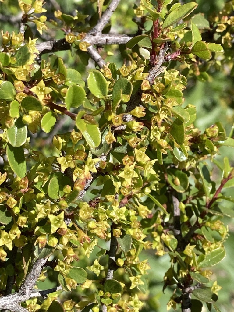The image shows a close-up of a bush or shrub with numerous small, green leaves and tiny yellow flowers. The leaves are oval-shaped with smooth edges, and the flowers are clustered together, appearing to have multiple petals. The branches are thin and woody, with a few reddish-brown stems visible among the green foliage. The overall appearance is dense and lush, with the sunlight highlighting the vibrant colors of the leaves and flowers.