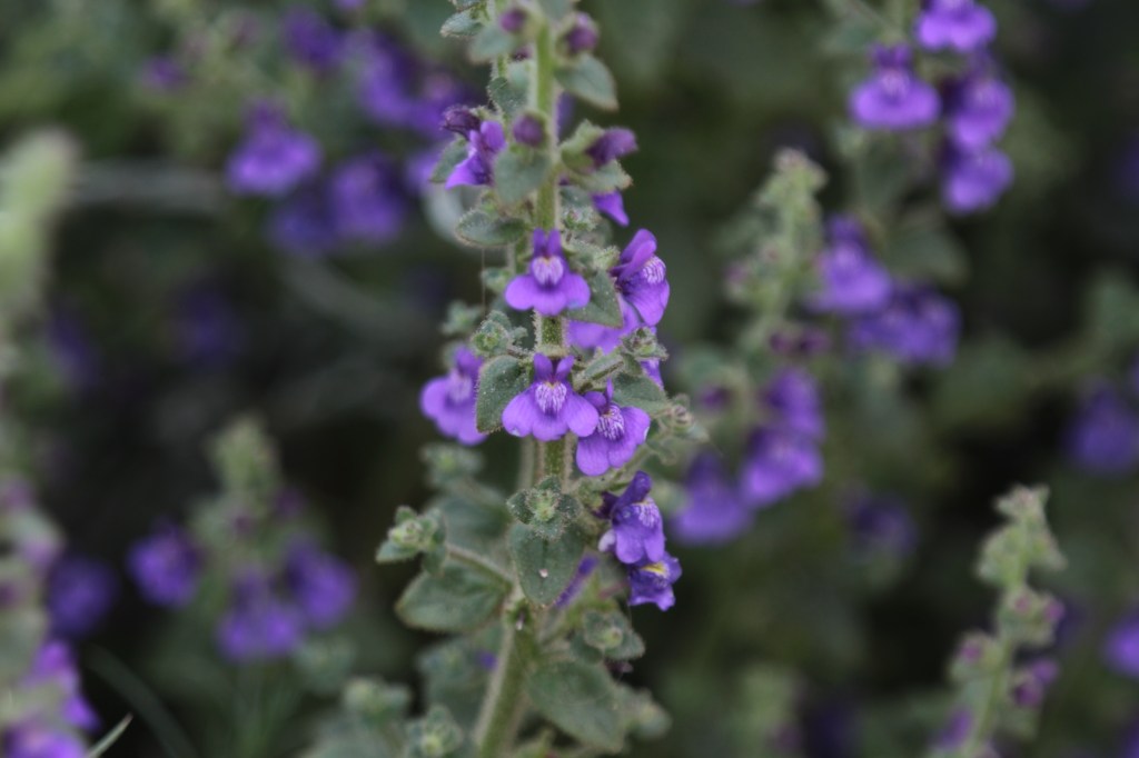The image shows a close-up of a flowering plant with small, vibrant purple flowers. The flowers are arranged along a vertical stem, and each flower has a tubular shape with a slightly open mouth, revealing a lighter, almost white interior. The leaves are small, green, and slightly fuzzy, growing along the stem. The background is blurred, highlighting the main stem and flowers in the foreground. The overall impression is of a lush, colorful plant in bloom.