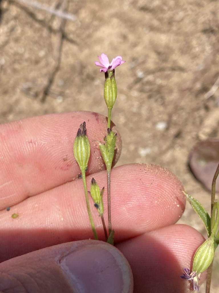 The image shows a close-up of a small plant being held between someone's fingers. The plant has a slender green stem with a few small leaves and buds. At the top of the stem, there is a small pink flower with five petals. The background is a blurred view of the ground, which appears to be dry soil. The person's fingers are slightly dusty, suggesting they might have been working with or examining plants in a dry area.