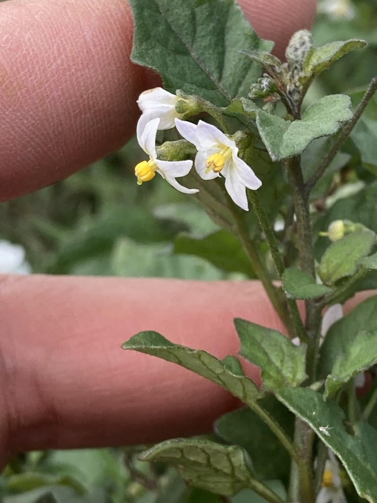 The image shows a close-up of a small plant with delicate white flowers. The flowers have five petals each and bright yellow stamens in the center. The plant has green leaves with a slightly rough texture. A person's finger is visible in the background, providing a sense of scale, indicating that the flowers are quite small. The background is blurred, focusing attention on the flowers and leaves.