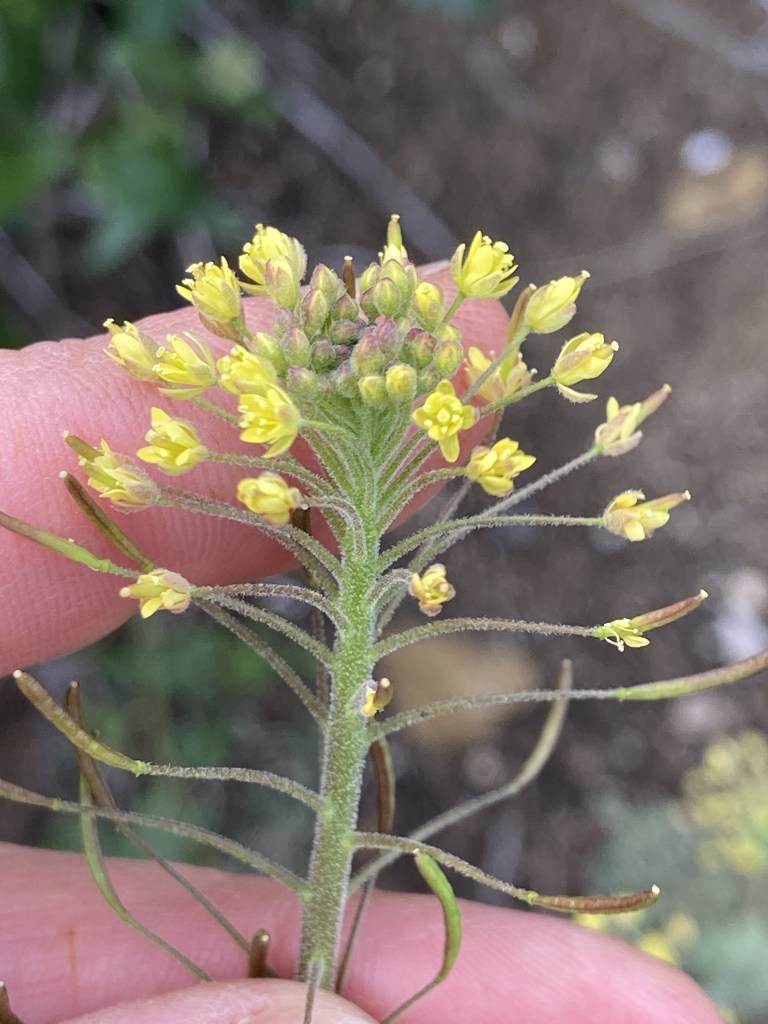 The image shows a close-up of a small plant with clusters of tiny yellow flowers. The flowers are arranged in a rounded cluster at the top of a green stem. The stem is covered with fine hairs and has several thin, elongated seed pods extending outward. A hand is holding the stem, providing a sense of scale, and the background is a blurred mix of earthy tones and greenery.