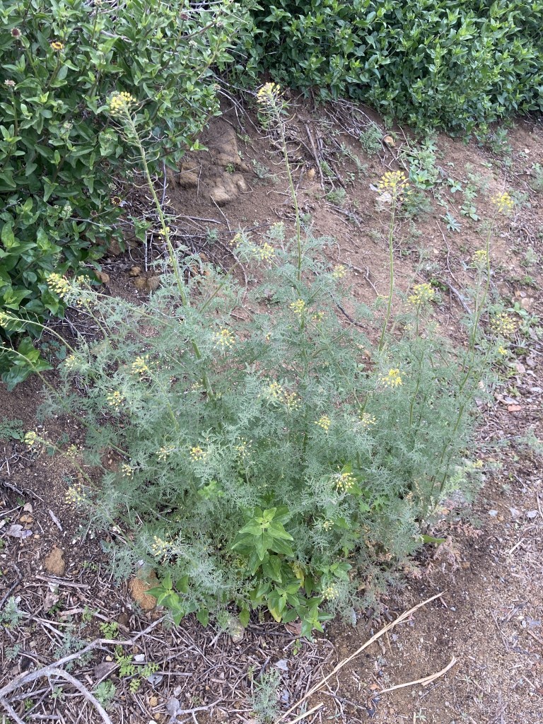 The image shows a patch of wild plants growing on a dirt surface. In the foreground, there is a plant with tall, thin stems and small clusters of yellow flowers at the top. The leaves of this plant are feathery and delicate. Surrounding this plant, there are other green plants with broader leaves. In the background, there is a dense shrub with dark green leaves. The ground is covered with dry twigs and small rocks.