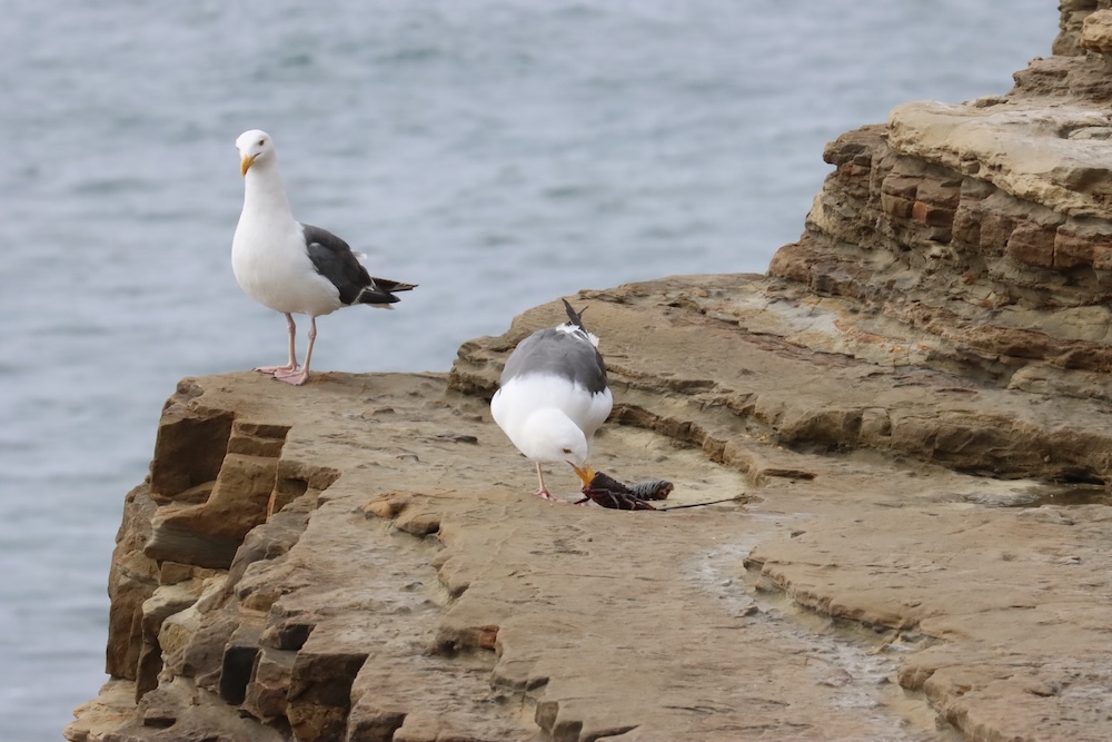 The image shows two seagulls on a rocky cliff by the sea. One seagull is standing upright, looking towards the camera, while the other is bent down, pecking at something on the ground. The background features the ocean, with gentle waves visible. The cliff is made of layered rock formations, and the scene appears to be a coastal area.