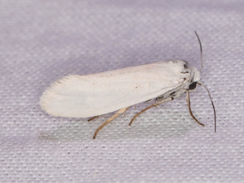 The image shows a close-up of a small white moth resting on a textured surface, possibly fabric. The moth has a slender body and long antennae. Its wings are folded back along its body, and they appear to be a soft white color with a slightly fluffy texture at the edges. The moth's legs are thin and light brown, and its head is small with dark eyes.