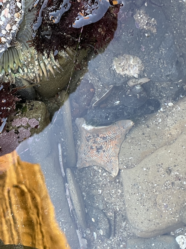 The image shows a tide pool with various marine life. In the center, there is a starfish with a mottled pattern of orange and brown. To the left, there is a sea anemone with greenish tentacles and some small shells attached to it. There are also patches of dark red seaweed. The water is clear, allowing a view of the sandy and rocky bottom, with some small shells and pebbles scattered around. There is a reflection of a person wearing a yellow or orange garment in the water.
