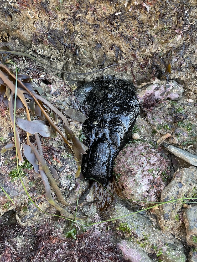 The image shows a close-up of a rocky shoreline or tide pool area. In the center, there is a shiny, dark, and wet-looking mass that resembles a sea slug or sea cucumber. Surrounding it are various types of seaweed and algae, with some brown and green fronds visible. The rocks and sand around the creature are covered with small bits of marine life, giving the scene a natural, coastal appearance.