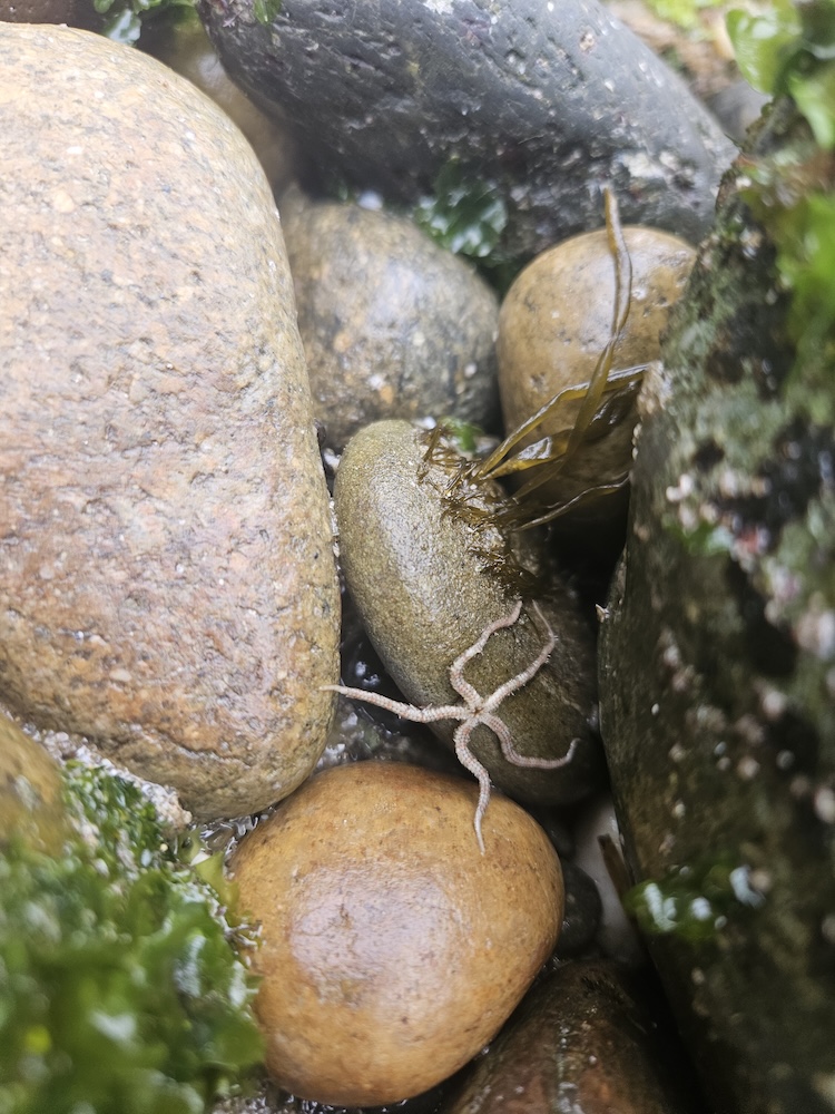 The image shows a close-up view of several smooth, rounded stones of varying sizes and colors, mostly in shades of brown and gray. Among the stones, there is a small brittle star, a type of marine invertebrate, with its central disc and long, slender arms visible. The brittle star is light in color, blending in with the stones. There is also some green seaweed or algae present on the stones, adding a touch of color to the scene. The setting appears to be a rocky shoreline or tide pool area.