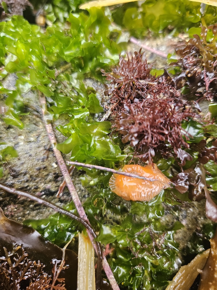 The image shows a close-up view of a natural scene, likely from a rocky shoreline or tide pool. There is a variety of seaweed and marine life visible. The green seaweed has a glossy, wavy appearance, while the reddish-brown seaweed has a more delicate, feathery texture. Among the seaweed, there is an orange sea creature, possibly a small sea slug or nudibranch, with a smooth, shiny surface and some white markings. The background consists of a rocky surface with some water, indicating a wet environment.