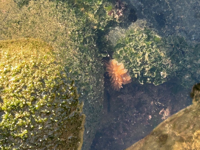 The image shows a close-up view of a tide pool or shallow water area with various marine life. There is a cluster of orange, feathery or petal-like structures, possibly a type of sea anemone or coral, located near the center-right of the image. Surrounding this are rocks and surfaces covered with green algae or seaweed. The water is clear, allowing a view of the textures and colors of the underwater scene. The sunlight creates a shimmering effect on the water surface and highlights the details of the marine life and algae.